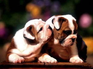 Sfondi desktop bulldog cuccioli wallpapers pc free