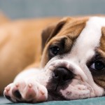 Sfondi desktop bulldog wallpapers gratis