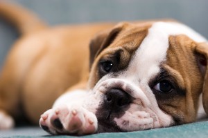 Sfondi desktop bulldog wallpapers gratis