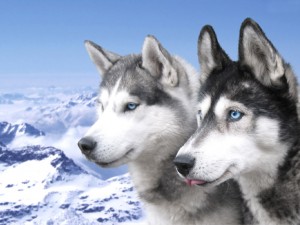 Sfondi desktop husky wallpapers free