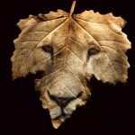 Sfondi desktop leone wallpapers lion free - Sulla foglia