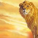 Sfondi desktop leone wallpapers lion free - The king