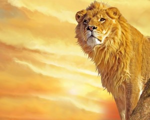 Sfondi desktop leone wallpapers lion free - The king