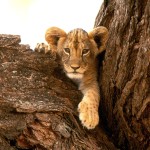 Sfondi desktop leone wallpapers lion free - sull'albero