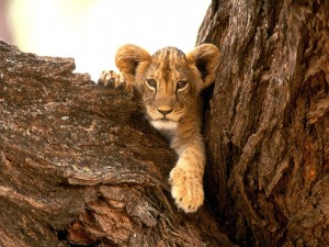 Sfondi desktop leone wallpapers lion free - sull'albero