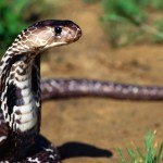 Sfondi desktop serpente a sonagli wallpapers snake free