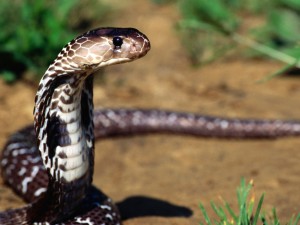 Sfondi desktop serpente a sonagli wallpapers snake free