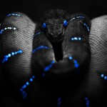 Sfondi desktop serpente nero wallpapers snake free