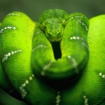 Sfondi desktop serpente verde arrotolato wallpapers free