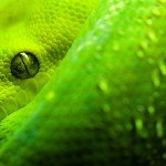 Sfondi desktop serpente verde wallpapers free