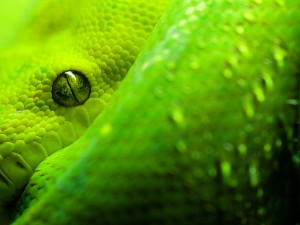 Sfondi desktop serpente verde wallpapers free