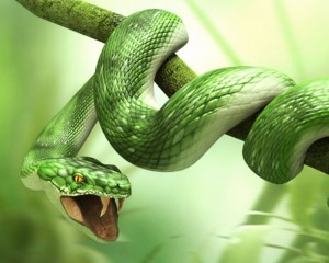 Sfondi desktop serpente verde wallpapers snake free - 3D