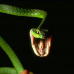 Sfondi desktop serpente verde wallpapers snake free - Attacco