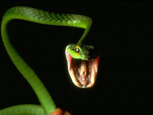 Sfondi desktop serpente verde wallpapers snake free - Attacco