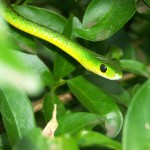 Sfondi desktop serpente verde wallpapers snake free - tra le foglie