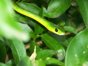 Sfondi desktop serpente verde wallpapers snake free - tra le foglie