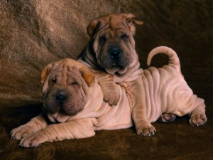 Sfondi desktop sharpei wallpapers free