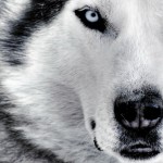 Sfondi desktop siberian husky wallpapers