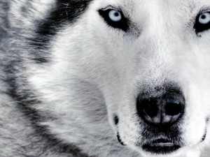 Sfondi desktop siberian husky wallpapers