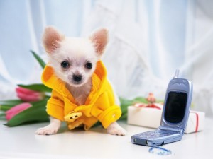 Sfondi desktop cani chihuahua wallpapers free