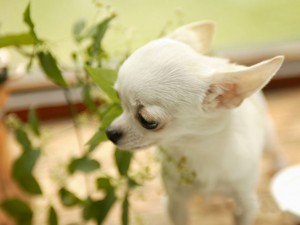 sfondi desktop  cani chihuahua wallpapers pc