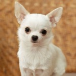 sfondi desktop cani chihuahua wallpapers pc gratis