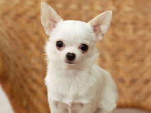 sfondi desktop  cani chihuahua wallpapers pc gratis