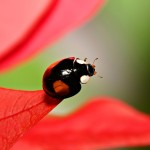 Sfondi desktop coccinelle wallpapers free ladybird