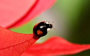 Sfondi desktop coccinelle wallpapers free ladybird