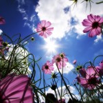 Sfondi desktop fiore wallpapers - flowers and sky