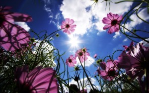 Sfondi desktop fiore  wallpapers - flowers and sky