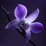 Sfondi desktop fiore wallpapers - orchidea blu