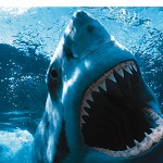 Sfondi desktop squali wallpapers shark free pc