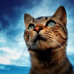 Wallpapers gatti sfondi desktop free pc