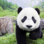 Sfondi desktop Panda wallpapers free - baby