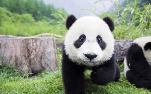 Sfondi desktop Panda wallpapers free - baby