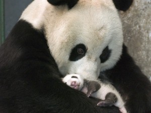 Sfondi desktop Panda wallpapers free - baby panda
