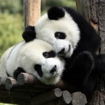 Sfondi desktop Panda wallpapers free - coccole