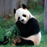 Sfondi desktop Panda wallpapers free - gnam