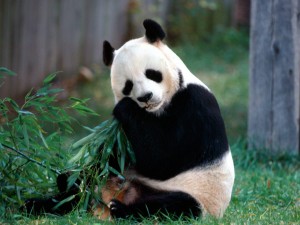 Sfondi desktop Panda wallpapers free - gnam