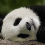 Sfondi desktop Panda wallpapers free - nanna