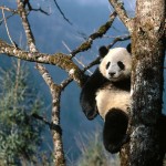 Sfondi desktop Panda wallpapers free - relax