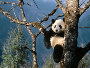 Sfondi desktop Panda wallpapers free - relax