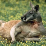 Sfondi desktop canguri wallpapers kangaroo free