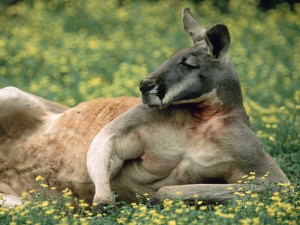 Sfondi desktop canguri wallpapers kangaroo free