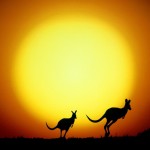 Sfondi desktop canguri wallpapers kangaroo free - al tramonto