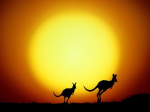 Sfondi desktop canguri wallpapers kangaroo free - al tramonto