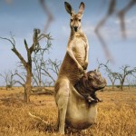 Sfondi desktop canguri wallpapers kangaroo free - divertente