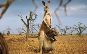 Sfondi desktop canguri wallpapers kangaroo free - divertente