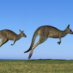 Sfondi desktop canguri wallpapers kangaroo free - due passi